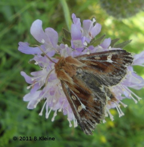 Cerapteryx graminis - Dreizack-Graseule - 2011-08-14