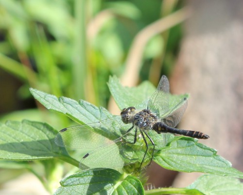 Schwarze Heidelibelle - Sympetrum danae