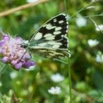 Schachbrettfalter-2014-07-06