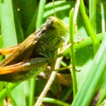 Grashüpfer 2014-07-06-2