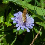 Mädesüß-Perlmutterfalter 2014-07-06-3