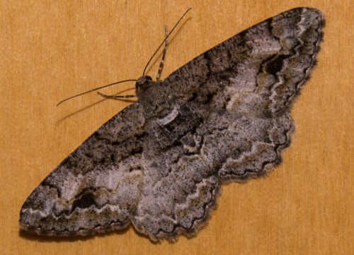 Alcis bastelbergeri