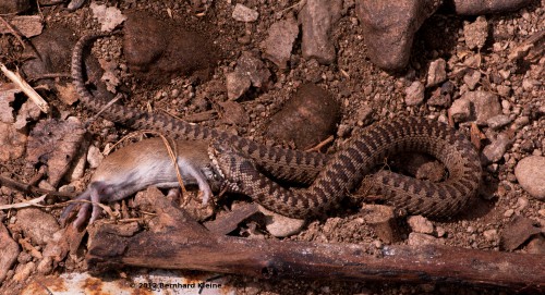 20120429Viperaberus