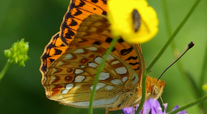 Butterflies in the Urseetal