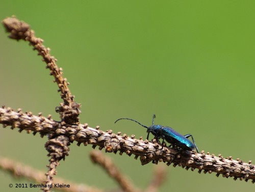 BlauvioletterScheibenbockCallidiumViolaceumIMGP8423