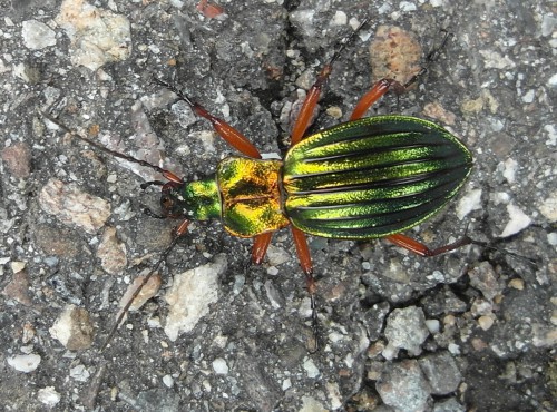 Goldglänzender Laufkäfer - Carabus auronitens