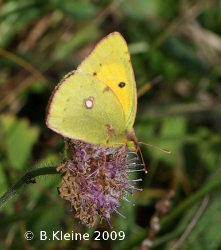 Colias-hyale_IMPG82651