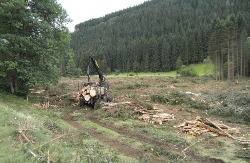 Harvesters can only work from the rim, cutting the trees remains manual work.