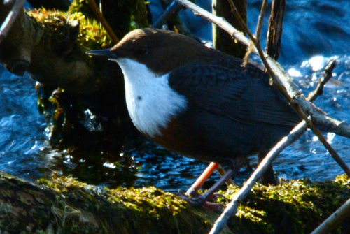 IMGP0168_b