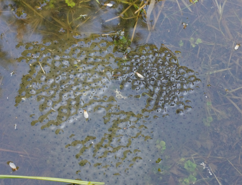 Kröten-/Froschlaich am 26. März