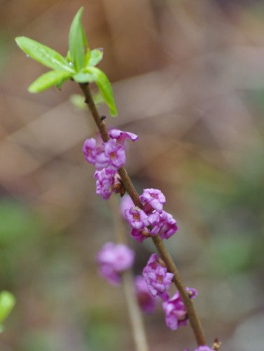 Daphne mezereum - Gemeiner Seidelbast