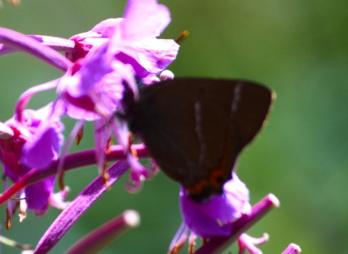 Ulmenzipfelfalter 22. Juli 2012 Urseetal