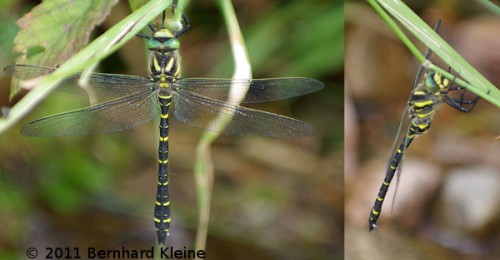 Libellula_boltoni_imgp9317