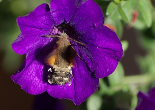 Macroglossum-stellatarum_IMGP9952
