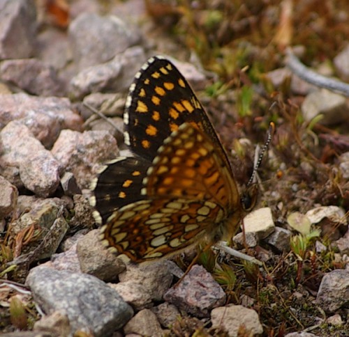 MeliteaDiamina_Baldrianscheckenfalter_IMGP8598