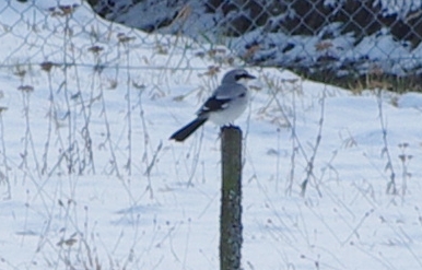 Great Grey Shrike 24-Jan-2012 in the Urseetal