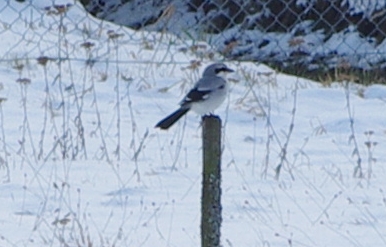 Raubwürger 24-Jan-2012 im Urseetal
