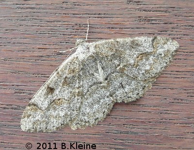 Alcis repandata - Wellenlinien-Rindenspanner - 2011-08-13