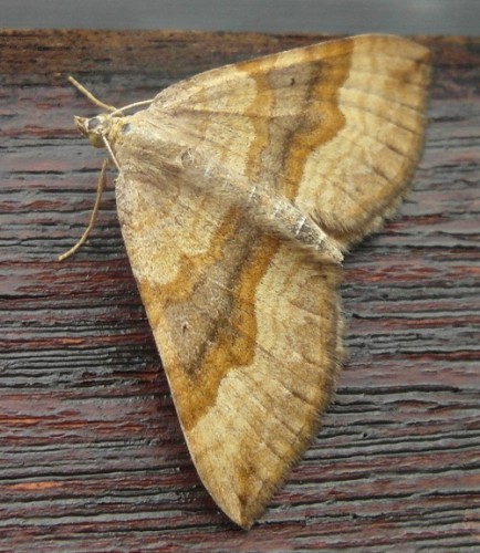Scotopteryx chenopodiata - Braunbinden-Wellenstriemenspanner - 2011-08-15