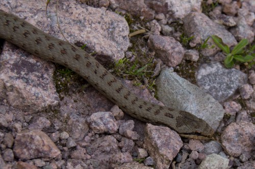 Smooth snake - Coronella austriaca - 20120809 - Ch. Kleine (enlarge by clicking on the image)