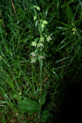 Breitblättrige Stendelwurz (Epipactis helleborine