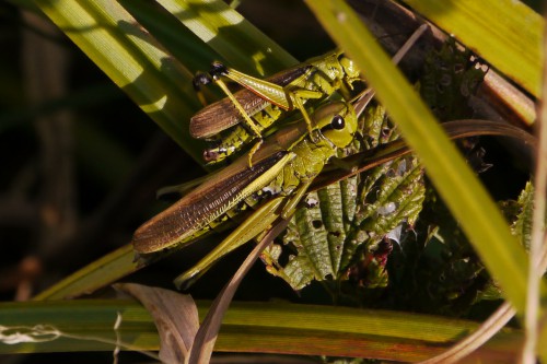 2 Mecostethus grossus - Sumpfschrecken