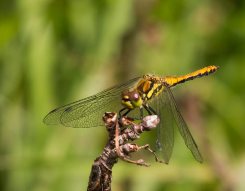 Sympetrum_flaveolum-2