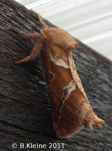 Triodia sylvina - Ampfer-Wurzelbohrer