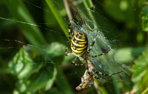 Argiope bruennichi - Zebraspinne