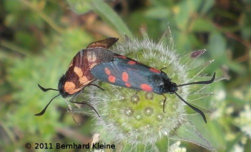 Zygaena_lonicerae_SAM_1014
