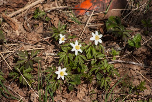 Buschwindröschen- weiße Osterblume - Anemone nemorosa