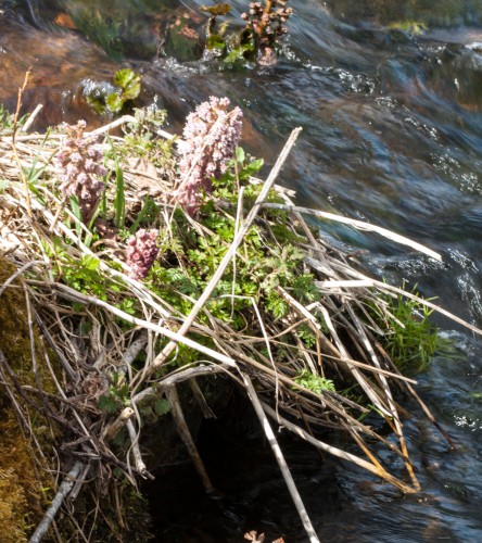 Rote Pestwurz - bevorzugt am und im Urseebach