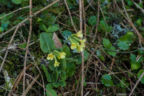 Waldschlüsselblume, Unechte Schlüsselblume, Primula elatior