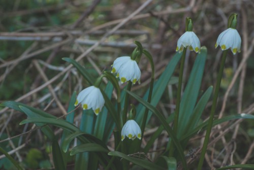 Märzenbecher auch Frühlingsknotenblume und Sommertürchen, Leucojum vernum