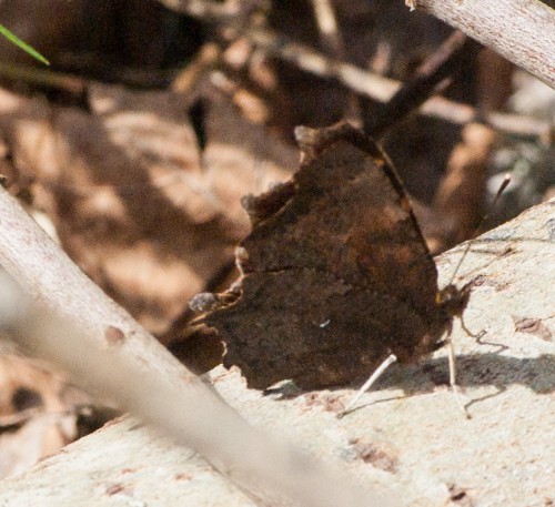 C-Falter - Nymphalis C-album