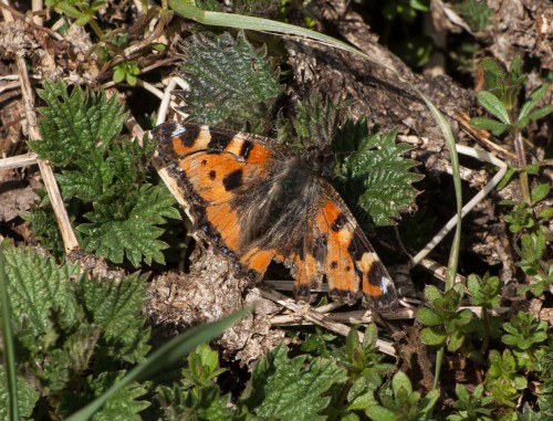 Kleiner Fuchs - Nymphlis urticae
