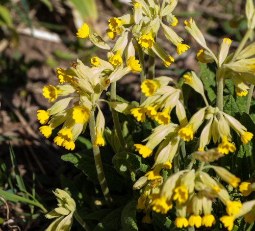 Kaulquappen 21.4.2015 Schlüsselblumen  (3 von 4)