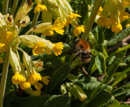 21.4.2015 Schlüsselblumen  (4 von 4)