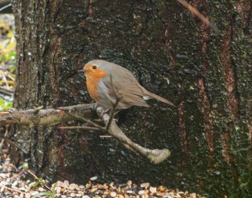 Rotkehlchen