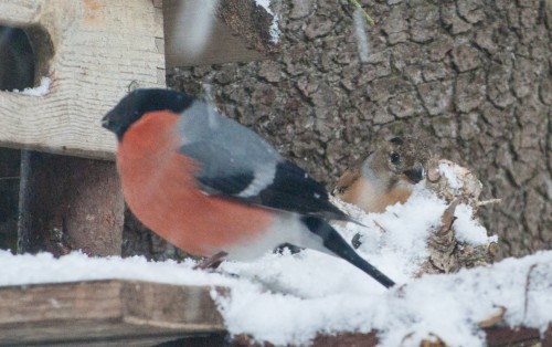 Vögel am Vogelhaus (7 von 21)