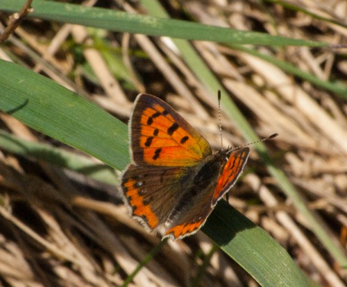 Lycaena phleas