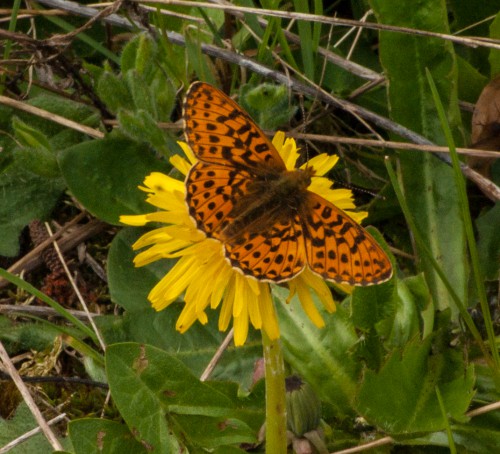 Silberfleckperlmutterfalter -- Boloria euphrosyne