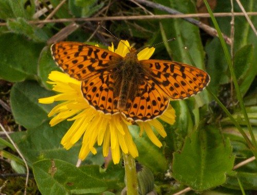 Boloria euphrosyne