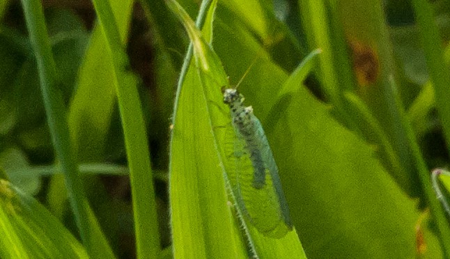 Chrysopa perla — Grünes Perlenauge