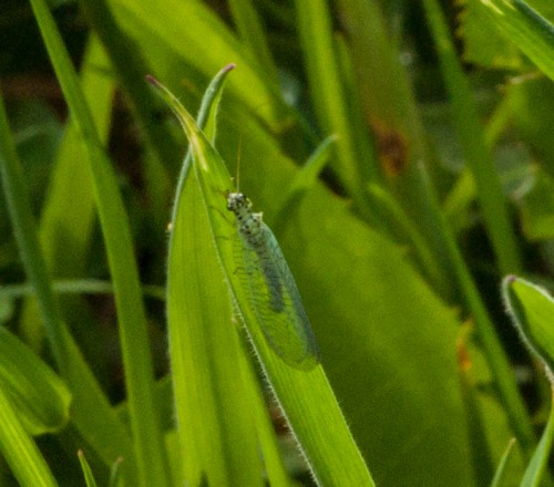Grünes Perlenauge Chrysopa perla