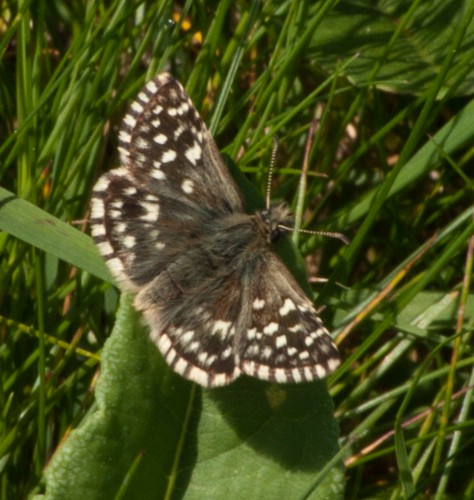 Pyrgus malvae - Kleiner Würfeldickkopffalter