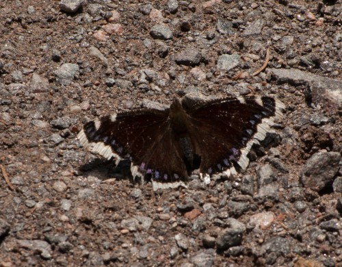 Trauermantel - Nymphalis antiopa