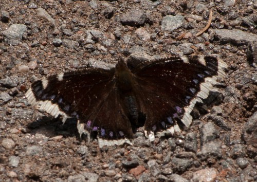Trauermantel - Nymphalis antiopa