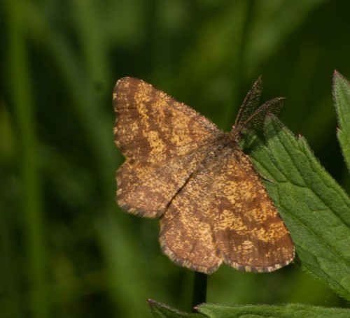 Ematurga atomaria - Heidespanner