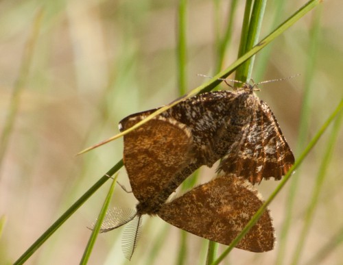 Ematurga atomaria - Heidespanner mit Frau